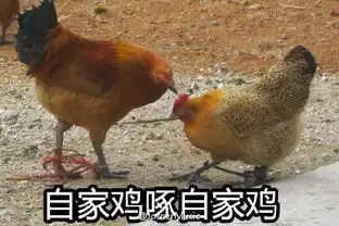  鸡年表情包下载鸡年表情包gif滑稽鸡年表情包