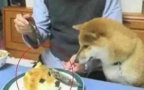  主人为恶搞柴犬,特意买个狗头蛋糕来吃,柴犬表情瞬间亮了