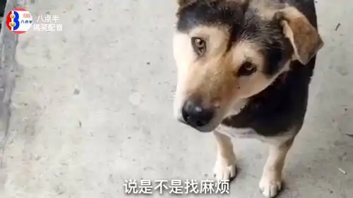  我就训了它们两句,这黑狗的表情很傲娇,我有点怕啊