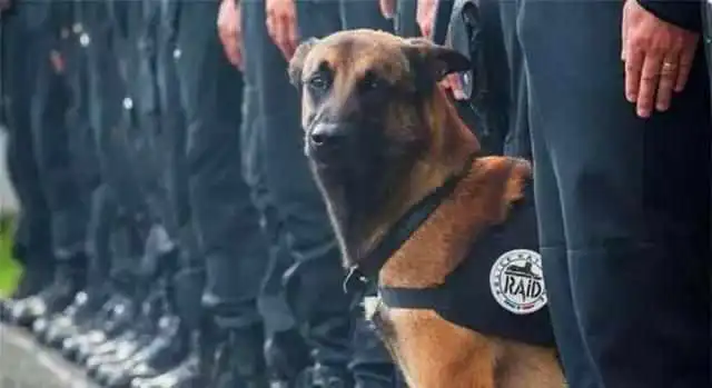  老年警犬光荣退役,功勋犬远离安乐风险后,三个去处可供安度晚年