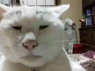  总有一款丑猫亮瞎你的眼睛