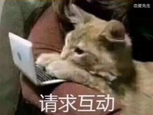  可爱小猫表情包你是猪,我不要理你