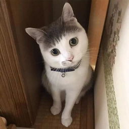  为什么一只猫剪齐刘海会这么好看