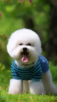  比熊壁纸,超萌比熊犬,高清壁纸