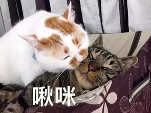  日常吸猫系列表情包,废猫扶不上墙