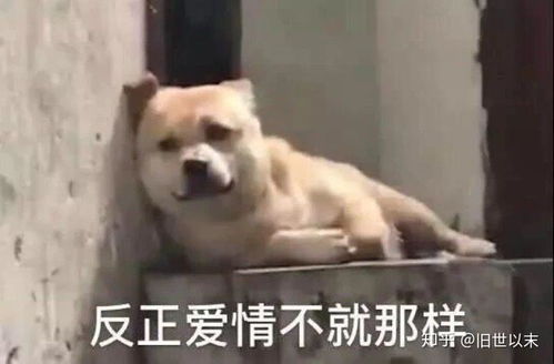  如何在和女生聊天中,植入幽默感