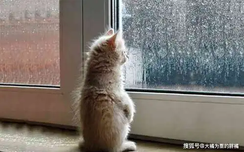  快点回来吧喵期待着铲屎官回家的猫咪们真是太可爱了,有猫真好
