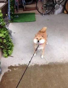  事实证明,柴犬绝对是汪星球最魔性的品种