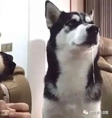 二哈狗头表情
