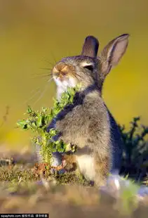  贪吃小兔子遭遇蓟刺扎嘴吐舌捂脸模样滑稽环球旅行