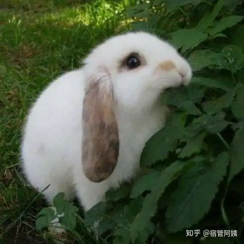 在宿舍养兔子被辅导员发现怎么办  在宿舍养兔子被辅导员发现怎么办