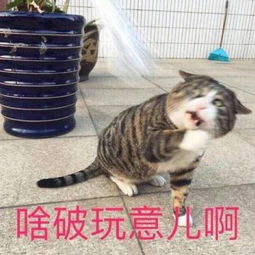  分享一波爆笑表情包最后一张可以说是很形象了