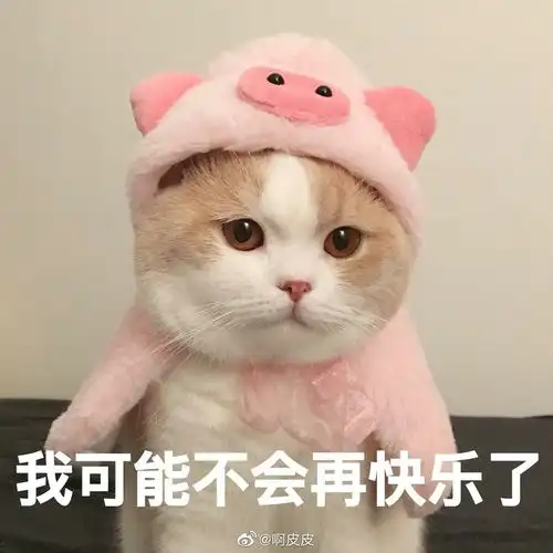  那个网红猫猫kino去世了
