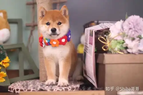 柴犬斜眼表情包蜜汁微笑