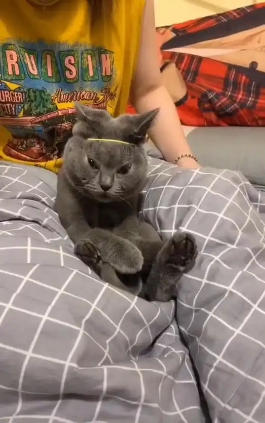  主人用皮筋扎猫的脑袋,看清猫咪的表情后笑喷,喵扎得太紧了