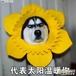  要不要给你鼓鼓掌沙雕表情包活着不好吗二哈表情包下载乐游网游戏下载