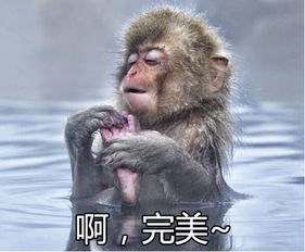  纯天然的动物表情包生物达人必备二