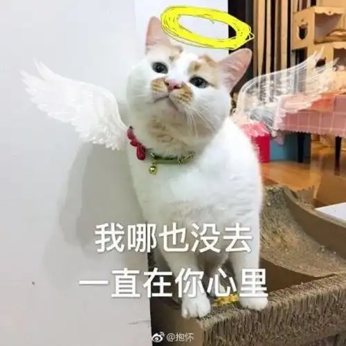 小坏蛋表情包小天使