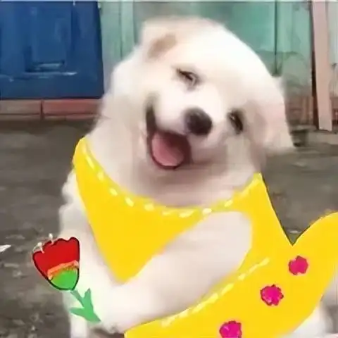  小狗送花表情包