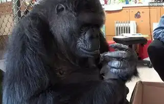  美国黑猩猩领养小猫场面温馨会手语5