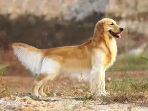  这一只是什么狗