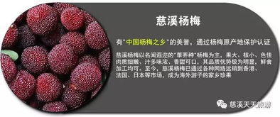  慈溪杨梅上市在即,何时最佳质量价格如何这份最新谍报你一定需要
