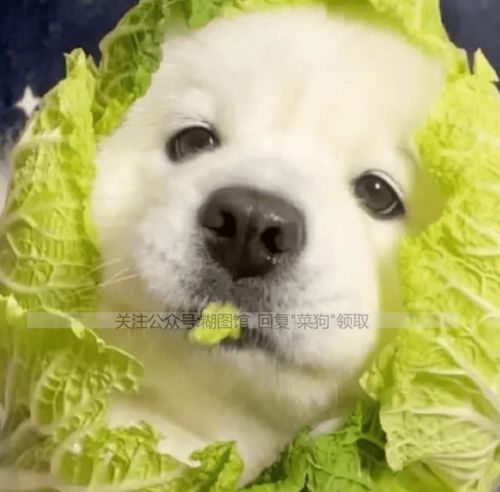 狗头表情包原型菜狗