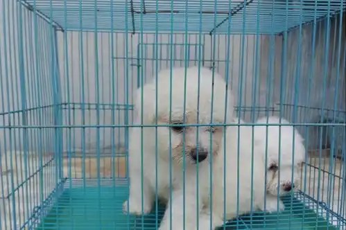  你知道吗其实比熊住笼子比住狗窝强