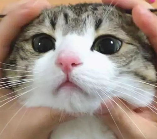  来自中国的狸花猫,因为表情包而成为网红,表情包被网友玩坏了