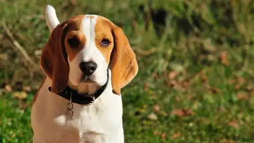  百科比格犬,行走的吸尘器