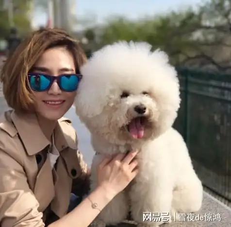  适合上班族养的5种狗,聪明又漂亮