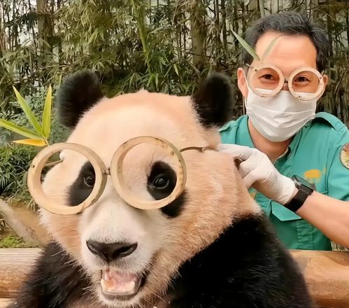  盘点全网10只最好认的熊猫,每一只都独具特色,快来看看你认识谁
