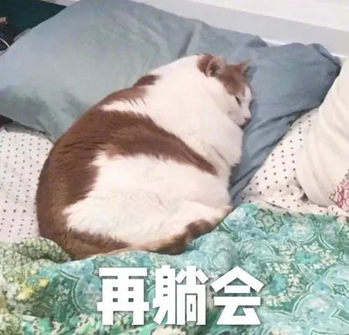  无内鬼,进来收表情包
