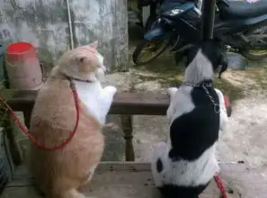  喵约兔子去玩,结果兔子刚出笼子,一回头却发现