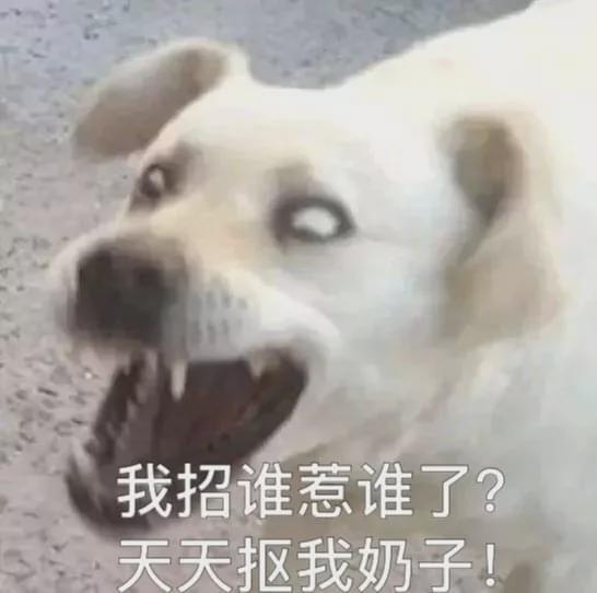  卧槽,公狗竟然有乳头还...这么多