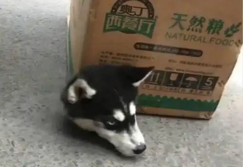 女孩不听劝买了只哈士奇,想狗友们给看一下纯不纯
