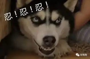 狗头图片表情包哈士奇腾