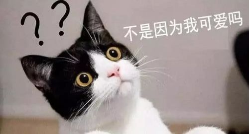  当猫咪和包包合体,助你化身百变魔女