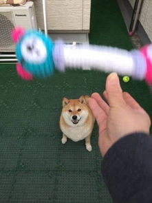  史上最笨最固执的柴犬又懒又笨圈粉7.92万