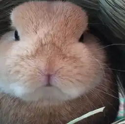  原谅我不厚