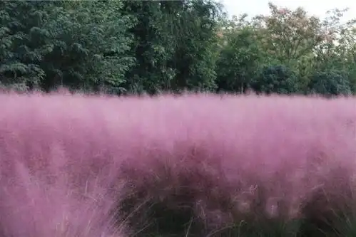 沙雕表情包软件粉黛乱子