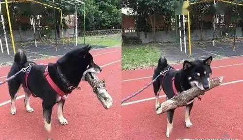  这只柴犬一听到洗澡2字,立刻变身成经典的拒否柴