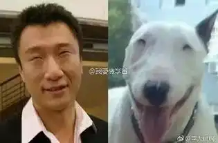  明星和动物撞脸真是有意思,撞出了新高度张翰杨幂竟撞脸同一只猫咪