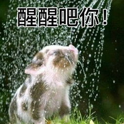  热门表情包下载8月精选热门表情包高清无水印极光下载站