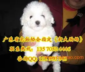  广州哪里买比熊好广州比熊照片广州比熊价格,广州哪里买比熊好广州比熊照片广州比熊价格生产厂家,广州哪里买比熊好广州比熊照片广州比熊价格价格