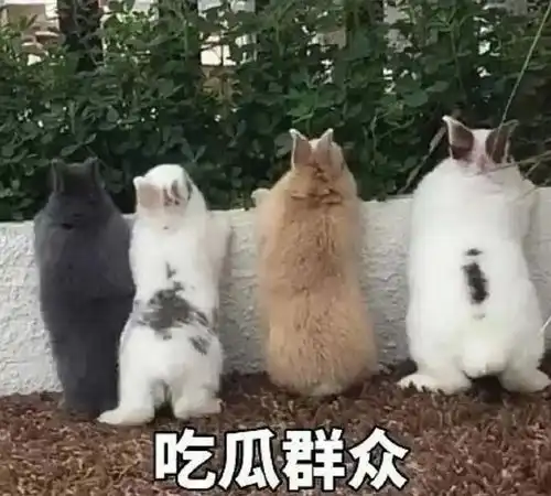 柴犬吃瓜表情包表情