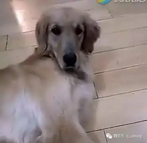  妹子说要吃了金毛,金毛的表情亮了