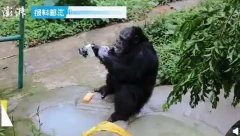  重庆网红黑猩猩模仿饲养员戴口罩洗手,样子太认真网友笑翻