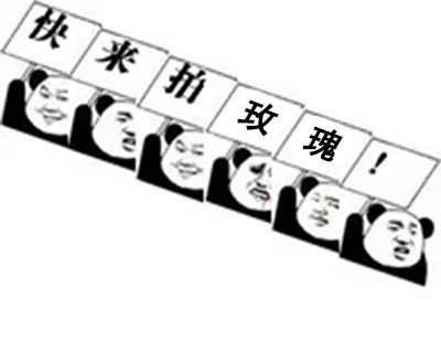  花魁赛表情包合集,百万玫瑰全靠它