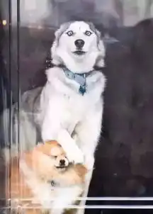 有了哈士奇,你就拥有了一个强大的表情包储备库 有了哈士奇,你就拥有了一个强大的表情包储备库